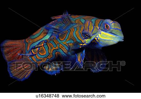 Pair of mandarin fish, Synchiropus splendidus, mating, Malapascua, Cebu, Philippines, Visayan Sea View Large Photo Image Stock Photo - Pair of mandarin fish, Synchiropus splendidus, mating, Malapascua, Cebu, Philippines, Visayan Sea. Fotosearch