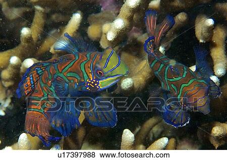Pair of mandarin fish, Synchiropus splendidus, displaying spawning behaviour, Malapascua, Cebu, Philippines, Visayan Sea. (rr) View Large Photo Image Stock Photo - Pair of mandarin fish, Synchiropus splendidus, displaying spawning behaviour, Malapascua, Cebu, Philippines, Visayan Sea. (rr). Fotosearch