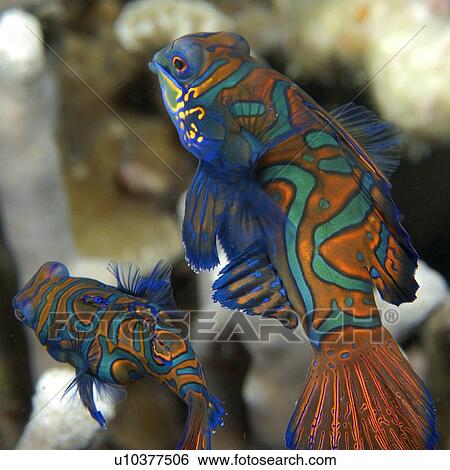 Pair of mandarin fish, Synchiropus splendidus, displaying spawning behaviour, Malapascua, Cebu, Philippines, Visayan Sea View Large Photo Image Stock Photograph - Pair of mandarin fish, Synchiropus splendidus, displaying spawning behaviour, Malapascua, Cebu, Philippines, Visayan Sea. Fotosearch