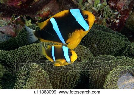 Stock Photo - Pair of Orange-finned anemone fish, Amphiprion chrysopterus, and Merten's sea anemone, Stichodactyla mertensii, Namu atoll, Marshall Islands (N. Pacific). Fotosearch