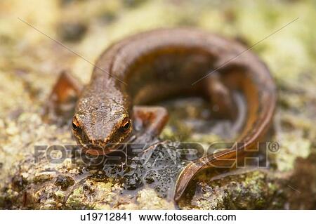 Palmate Newt (Triturus helvetica) full length shot, Newt perched on rock in rain Argyll Scotland, UK View Large Photo Image Stock Image - Palmate Newt (Triturus helvetica) full length shot, Newt perched on rock in rain Argyll Scotland, UK. Fotosearch