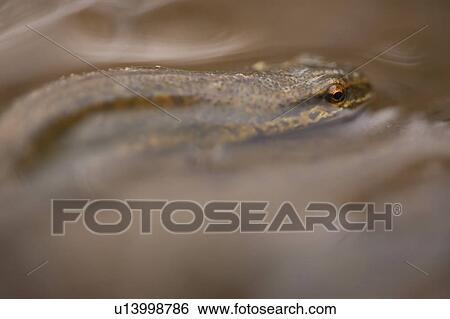Palmate Newt (Triturus helvetica), submerged in puddle while on the move Argyll Scotland, UK View Large Photo Image Stock Photograph - Palmate Newt (Triturus helvetica), submerged in puddle while on the move Argyll Scotland, UK. Fotosearch