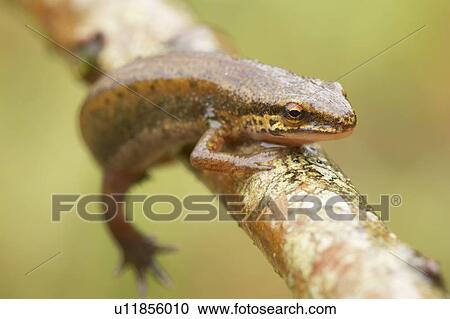 Stock Image - Palmate Newt (Triturus helvetica) while crawling over branch Argyll Scotland, UK. Fotosearch