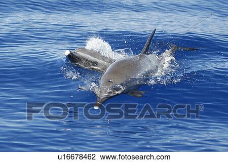 Pantropical Spotted Dolphin (Stenella attenuata) surfacing in the AuAu Channel between Maui and Lanai, Hawaii. Pacific Ocean. This species of dolphin has no spots at birth and only attains the spotting pattern as it grows older. Hawaii, USA View Large Photo Image Stock Image - Pantropical Spotted Dolphin (Stenella attenuata) surfacing in the AuAu Channel between Maui and Lanai, Hawaii. Pacific Ocean. This species of dolphin has no spots at birth and only attains the spotting pattern as it grows older. Hawaii, USA. Fotosearch