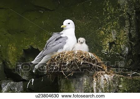 Parent and chick black-legged kittiwakes (Rissa tridactyla) nesting on a cliff edge in the Svalbard Archipelago, Barents Sea, Norway. View Large Photo Image Stock Image - Parent and chick black-legged kittiwakes (Rissa tridactyla) nesting on a cliff edge in the Svalbard Archipelago, Barents Sea, Norway.. Fotosearch