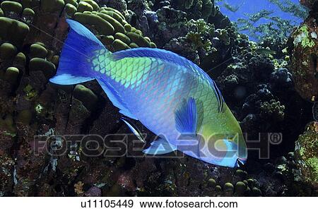 Parrotfish (Scarus sp. ). Mabul, Sipadan, Borneo, Malaysia, Indo-Pacific. View Large Photo Image Stock Photo - Parrotfish (Scarus sp. ). Mabul, Sipadan, Borneo, Malaysia, Indo-Pacific.. Fotosearch