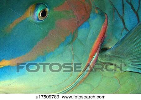 Stock Photo -  Parrotfish sleeping, Sparisoma sp., head detail, Ponta da Sapata, Fernando de Noronha national marine sanctuary, ernambuco, Brazil (S. Atlantic). Fotosearch