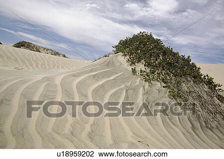 Stock Image - Patterns in the sand dunes of Islam Magdalena on the Pacific side of the Baja Peninsula, Mexico.. Fotosearch