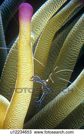 Stock Image - Pederson Shrimp (Periclimes pedersoni) in Anemone for protection at night. Cayman Islands.. Fotosearch