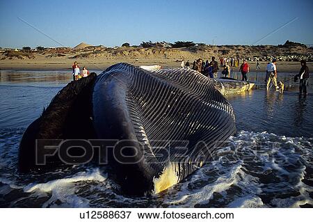 Stock Photo - People looking at dead body of Blue whale calf (Balaenoptera musculus), stranded on beach Monterey Bay, California, USA. Fotosearch