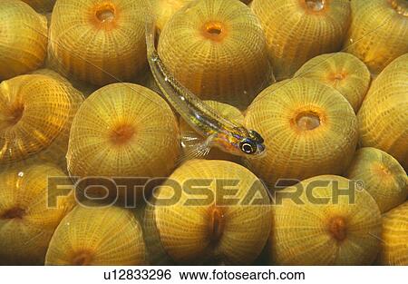 Stock Photograph - Peppermint Goby (Coryphopterus lipernes) resting on coral at night. Bahamas.. Fotosearch