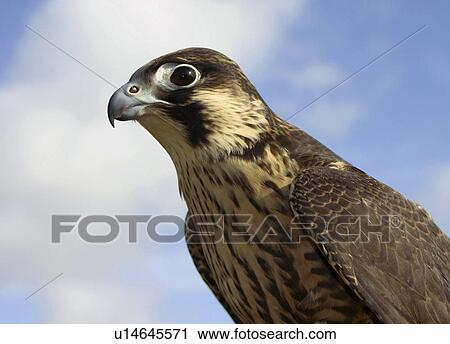 Stock Image - Peregrine Falcon on coast. UK. Fotosearch