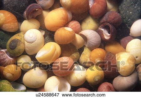 Periwinkles. UK View Large Photo Image Stock Photo - Periwinkles. UK. Fotosearch