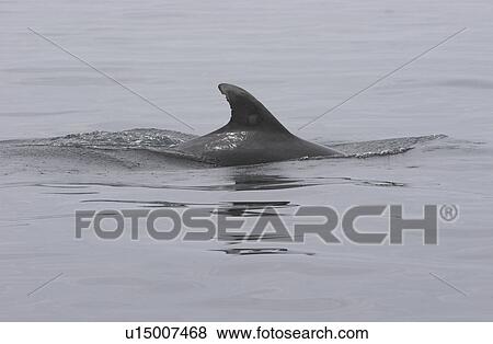 Photo-identifiable individual Bottlenose dolphin surfacing (Tursiops truncatus) New Quay, Cardigan Bay, Wales View Large Photo Image Stock Photo - Photo-identifiable individual Bottlenose dolphin surfacing (Tursiops truncatus) New Quay, Cardigan Bay, Wales. Fotosearch