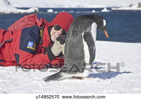 Photographer with an adult gentoo penguin (Pygoscelis papua) on Barrentos Island in the Aitcho Island Group, South Shetland Islands, Antarctica. Southern Ocean. There are an estimated 80, 000 breeding gentoo penguin pairs in the Antarctic peninsula area wi View Large Photo Image Stock Image - Photographer with an adult gentoo penguin (Pygoscelis papua) on Barrentos Island in the Aitcho Island Group, South Shetland Islands, Antarctica. Southern Ocean. There are an estimated 80, 000 breeding gentoo penguin pairs in the Antarctic peninsula area wi. Fotosearch