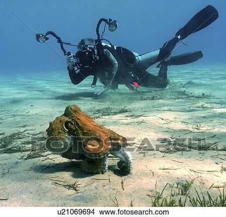 Picture - Photographer with Octopus (Sp. Unknown). Maldives, Indian Ocean. Fotosearch