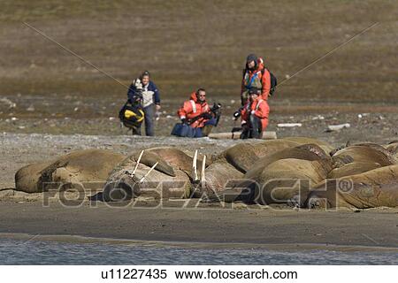 Photographers with adult male walrus (Odobenus rosmarus rosmarus) at Kapp Lee on the western side of EdgeÏya (Edge Island) in the Svalbard Archipelago in the Barents Sea, Norway. View Large Photo Image Stock Photography - Photographers with adult male walrus (Odobenus rosmarus rosmarus) at Kapp Lee on the western side of EdgeÏya (Edge Island) in the Svalbard Archipelago in the Barents Sea, Norway.. Fotosearch