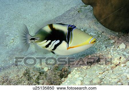 Stock Image - Picasso or blackbar triggerfish, Rhinecanthus aculeatus, Rongelap, Marshall Islands, Micronesia. Fotosearch