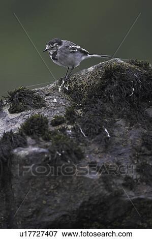 Pied Wagtail (Motacilla alba ssp yarellii) looking for food on a rock in the water. Pied Wagtails will scurry along the rocks on the banks of Loch Awe searching for insects. Argyll, Scotland View Large Photo Image Stock Photo - Pied Wagtail (Motacilla alba ssp yarellii) looking for food on a rock in the water. Pied Wagtails will scurry along the rocks on the banks of Loch Awe searching for insects. Argyll, Scotland. Fotosearch