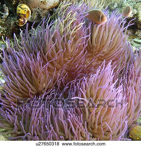 Stock Photo - Pink Anemone Fish (Amphiprion perideraion) and Magnificent Sea Anemone (Heteractis magnifica) Puerto Galera, Mindoro, Philippines. Fotosearch