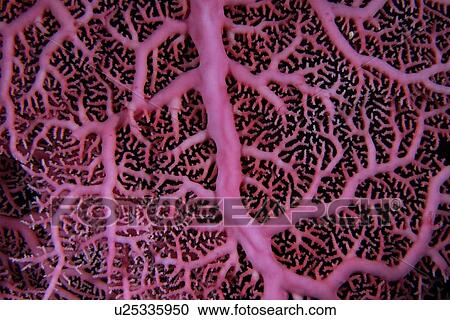 Pink hydrocoral (lace coral), Stylaster sp., Namu atoll, Marshall Islands (N. Pacific) View Large Photo Image Stock Image - Pink hydrocoral (lace coral), Stylaster sp., Namu atoll, Marshall Islands (N. Pacific). Fotosearch
