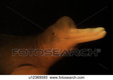 Stock Image - Pink river dolphin or boto, Inia geoffrensis, River, Amazonas, Brazil. (rr). Fotosearch