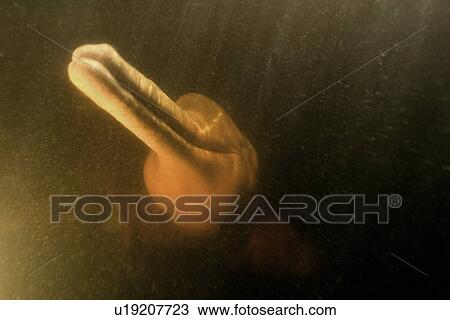 Stock Image - Pink river dolphin or boto, Inia geoffrensis, River, Amazonas, Brazil. (rr). Fotosearch