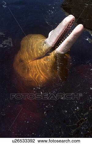 Pink river dolphin or boto, Inia geoffrensis, River, Amazonas, Brazil View Large Photo Image Stock Image - Pink river dolphin or boto, Inia geoffrensis, River, Amazonas, Brazil. Fotosearch