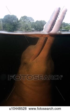 Pink river dolphin or boto, Inia geoffrensis, River, Amazonas, Brazil View Large Photo Image Stock Photo - Pink river dolphin or boto, Inia geoffrensis, River, Amazonas, Brazil. Fotosearch