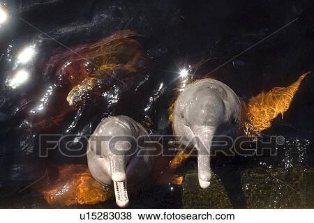 Pink river dolphin or boto, Inia geoffrensis, River, Amazonas, Brazil View Large Photo Image Stock Photo - Pink river dolphin or boto, Inia geoffrensis, River, Amazonas, Brazil. Fotosearch