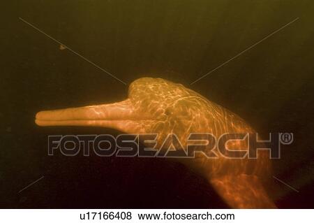 Pink river dolphin or boto (Inia geoffrensis). River, Amazonas, Brazil View Large Photo Image Stock Photo - Pink river dolphin or boto (Inia geoffrensis). River, Amazonas, Brazil. Fotosearch