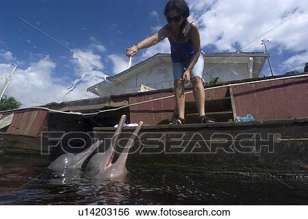 Pink river dolphin or boto, Inia geoffrensis, being hand fed, River, Amazonas, Brazil View Large Photo Image Stock Photograph - Pink river dolphin or boto, Inia geoffrensis, being hand fed, River, Amazonas, Brazil. Fotosearch
