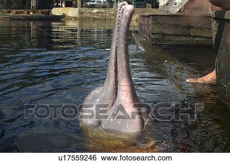 Pink river dolphin or boto, Inia geoffrensis, River, Amazonas, Brazil View Large Photo Image Stock Photograph - Pink river dolphin or boto, Inia geoffrensis, River, Amazonas, Brazil. Fotosearch
