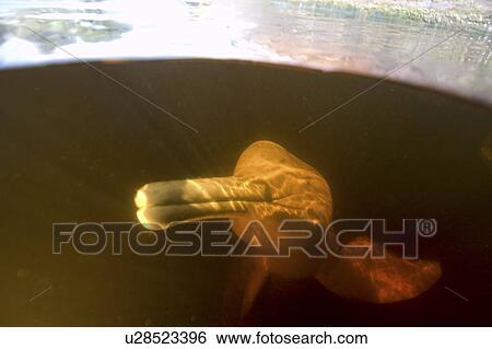 Stock Photograph - Pink river dolphin or boto (Inia geoffrensis). River, Amazonas, Brazil. Fotosearch