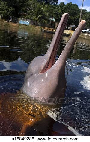 Stock Photography - Pink river dolphin or boto, Inia geoffrensis, River, Amazonas, Brazil. Fotosearch