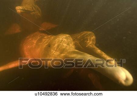 Pink river dolphins or boto (Inia geoffrensis). River, Amazonas, Brazil View Large Photo Image Stock Photograph - Pink river dolphins or boto (Inia geoffrensis). River, Amazonas, Brazil. Fotosearch