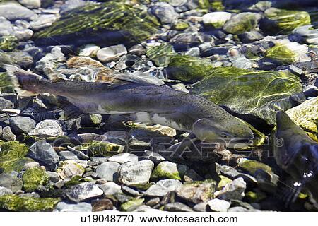 Stock Image - Pink Salmon (Oncorhynchus gorbuscha) - nicknamed the Humpbacked salmon. Adult male and female spawning in a stream in Southeast Alaska, USA.. Fotosearch