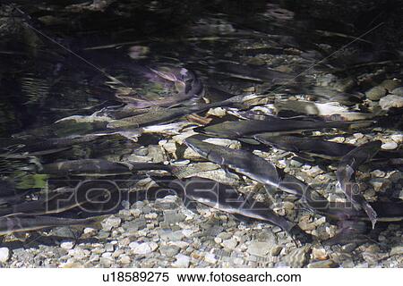 Stock Photography - Pink Salmon (Oncorhynchus gorbuscha) - nicknamed the Humpbacked Salmon) Adult males and females spawning in a stream. Southeast Alaska, USA.. Fotosearch