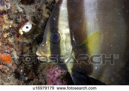 Pinnate Spadefish (Platax Pinnatus). Borneo, Malaysia View Large Photo Image Stock Photo - Pinnate Spadefish (Platax Pinnatus). Borneo, Malaysia. Fotosearch