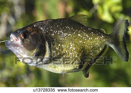 Piranha (Pygocentrus nattereri), a carnivorous fish, caught on a line, southern Pantanal, Mato Grosso do Sul, Brazil| View Large Photo Image Stock Photography - Piranha (Pygocentrus nattereri), a carnivorous fish, caught on a line, southern Pantanal, Mato Grosso do Sul, Brazil|. Fotosearch