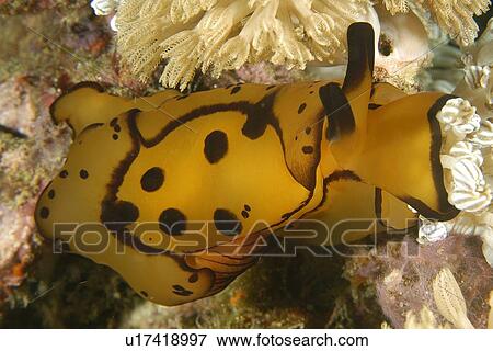Pleurobranch Sidegill Slug (Berthella martensi) Puerto Galera, Mindoro, Philippines View Large Photo Image Stock Photo - Pleurobranch Sidegill Slug (Berthella martensi) Puerto Galera, Mindoro, Philippines. Fotosearch