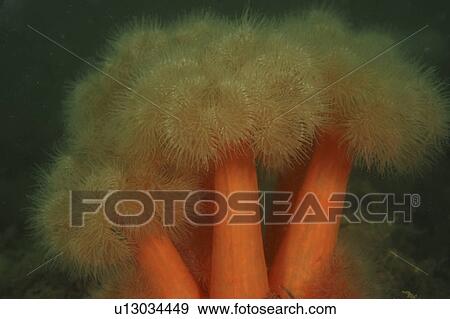 Stock Photo - Plumrose Anemone (Metridium senile) Babbabcombe, Torquay, South Devon, UK. Fotosearch