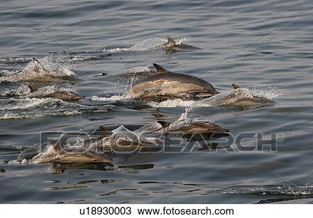 Pod of Common dolphins surfacing (Delphinus delphis) off Angola, West Africa View Large Photo Image Stock Image - Pod of Common dolphins surfacing (Delphinus delphis) off Angola, West Africa. Fotosearch