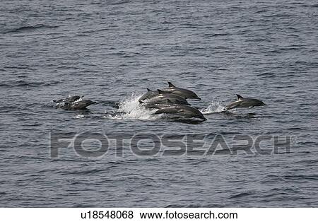 Pod of Common dolphins surfacing (Delphinus delphis) off Angola, West Africa View Large Photo Image Stock Photo - Pod of Common dolphins surfacing (Delphinus delphis) off Angola, West Africa. Fotosearch