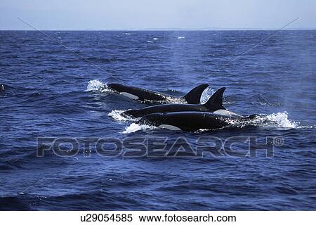 Pod of Killer whales (Orcinus orca) travelling in a family group (including one with flopped dorsal fin). Monterey Bay, California. USA. View Large Photo Image Stock Photography - Pod of Killer whales (Orcinus orca) travelling in a family group (including one with flopped dorsal fin). Monterey Bay, California. USA.. Fotosearch