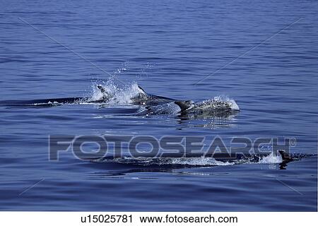 Stock Image - Pod of Risso's dolphins (Grampus griseus) Monterey Bay, California, USA. Fotosearch