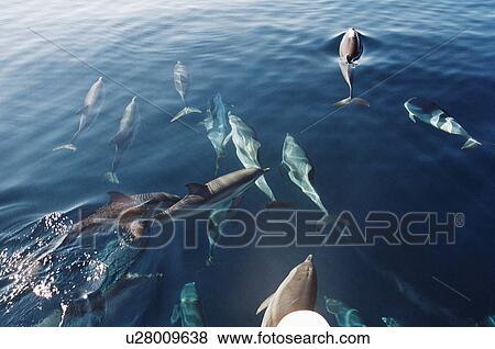 Stock Photo - Pod of Striped dolphins (Stenella coeruleoabla) seen through surface of calm Mediterranean sea, Gulf of Corinth, Greece. Fotosearch