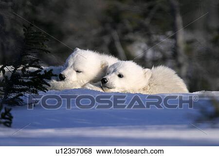 Polar Bear cubs snuggled and resting on mothers body, Ursus maritimus, taiga, Churchill, Manitoba, Hudson Bay, Canada View Large Photo Image Stock Photo - Polar Bear cubs snuggled and resting on mothers body, Ursus maritimus, taiga, Churchill, Manitoba, Hudson Bay, Canada. Fotosearch
