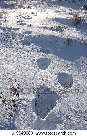 Polar Bear tracks, Ursus maritimus, in fresh snow near Churchill, northern Manitoba, Hudson Bay, Canada View Large Photo Image Stock Image - Polar Bear tracks, Ursus maritimus, in fresh snow near Churchill, northern Manitoba, Hudson Bay, Canada. Fotosearch