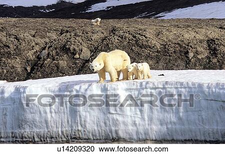 Stock Image - Polar Bear (Ursus Maritimus) mother with two cubs standing on an ice terrace. Wilhelmoya, Svalbard.. Fotosearch